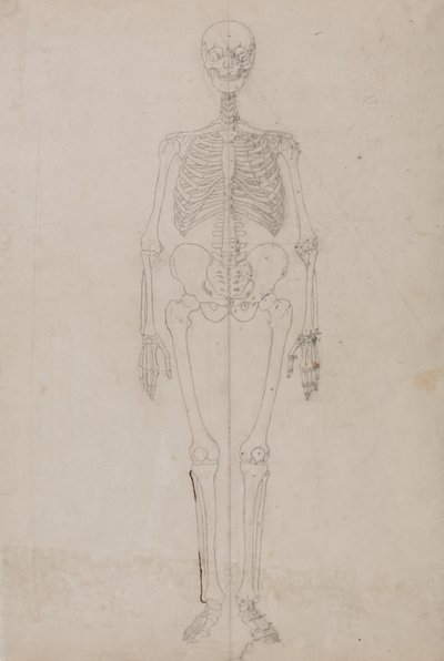 Tutkimus ihmishahmosta, etunäkymä, vertailevasta anatomisesta esityksestä ihmiskehon rakenteesta tiikerin ja linnun rakenteeseen, n. 1795-1806 (grafiitti ja muste paperille) tekijältä George Stubbs