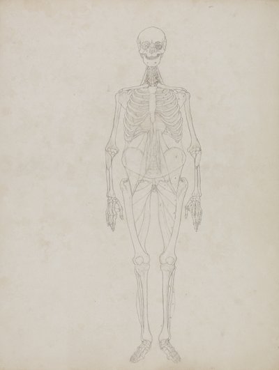 Tutkimus ihmishahmosta, etukuva, teoksesta "A Comparative Anatomical Exposition of the Structure of the Human Body with that of a Tiger and a Common Fowl", n. 1795-1806 (grafiitti ja muste paperille). tekijältä George Stubbs