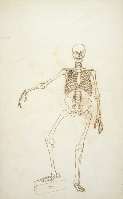 Tutkimus ihmisen hahmosta, etukuva, teoksesta "Vertaileva anatominen selvitys ihmisen ruumiin rakenteesta tiikerin ja kanan ruumiinrakenteeseen tekijältä George Stubbs