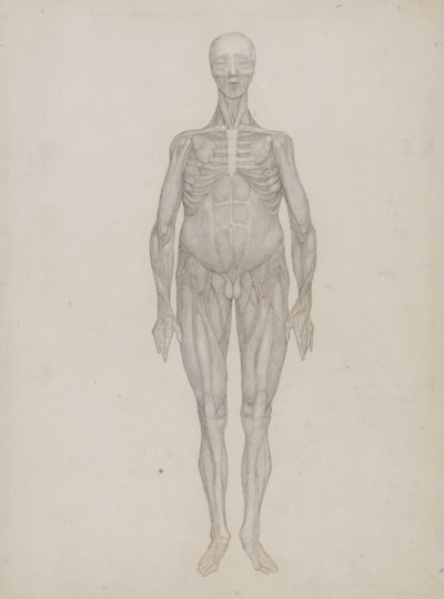 Tutkimus ihmishahmosta, etunäkymä, julkaisusta "Vertaileva anatominen esitys ihmiskehon rakenteesta tiikerin ja linnun rakenteeseen", n. 1795-1806 (grafiitti patruunapaperilla) tekijältä George Stubbs