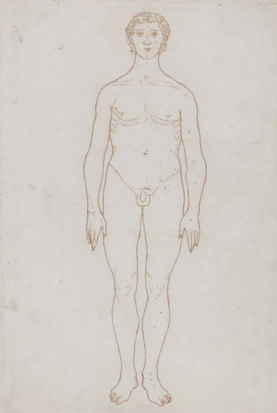 Tutkimus ihmishahmosta, etunäkymä, julkaisusta "Vertaileva anatominen esitys ihmiskehon rakenteesta tiikerin ja linnun rakenteen kanssa", n. 1795-1806 (punainen liitu paperille) tekijältä George Stubbs