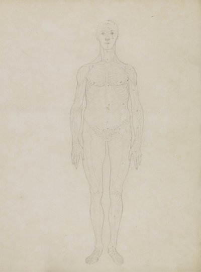 Study of the Human Figure, Anterior View, lähteestä "A comparative anatomical exposition of the structure of the human body with that of a tiger and a common fowl" (Ihmisen ruumiinrakenteen vertaileva anatominen selvitys tiikerin ja kanan ruumiinrakenteese tekijältä George Stubbs