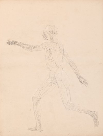 Tutkimus ihmishahmosta, sivuttaisnäkymä, kaavio taulukon XIII avaimesta, vertailevasta anatomisesta esityksestä ihmiskehon rakenteesta tiikerin ja linnun rakenteen kanssa, 1795-1806 (g tekijältä George Stubbs