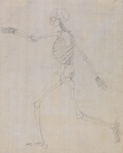 Tutkimus ihmishahmosta, sivuttaisnäkymä, päättynyt tutkimus taulukolle III, vertailevasta anatomisesta esityksestä ihmiskehon rakenteesta tiikerin ja linnun rakenteen kanssa, 1795-1806 (gr) tekijältä George Stubbs