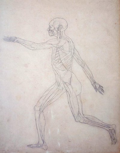 Tutkimus ihmishahmosta, sivuttaisnäkymä, vertailevasta anatomisesta esityksestä ihmiskehon rakenteesta tiikerin ja linnun rakenteen kanssa, n. 1795-1806 (grafiitti patruunapaperilla) tekijältä George Stubbs