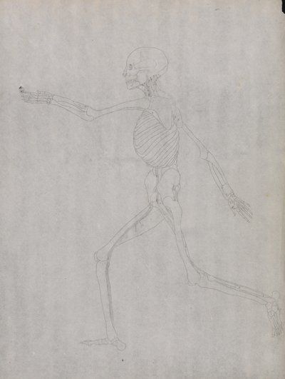 Tutkimus ihmishahmosta, sivuttaisnäkymä, vertailevasta anatomisesta esityksestä ihmiskehon rakenteesta tiikerin ja linnun rakenteeseen, 1795-1806 (grafiittia raskaalle kudospaperille) tekijältä George Stubbs