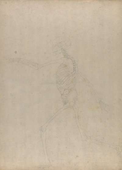 Tutkimus ihmishahmosta, sivuttaisnäkymä, vertailevasta anatomisesta esityksestä ihmiskehon rakenteesta tiikerin ja linnun rakenteeseen, 1795-1806 (grafiittia raskaalle kudospaperille) tekijältä George Stubbs