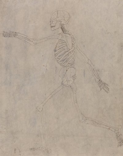 Tutkimus ihmishahmosta, sivuttaisnäkymä, vertailevasta anatomisesta esityksestä ihmiskehon rakenteesta tiikerin ja linnun rakenteeseen, 1795-1806 (grafiitti musteella raskaalla kudoksella tekijältä George Stubbs