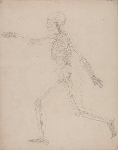 Tutkimus ihmishahmosta, sivuttaisnäkymä, vertailevasta anatomisesta esityksestä ihmiskehon rakenteesta tiikerin ja linnun rakenteeseen, 1795-1806 (grafiittia raskaalle kudospaperille) tekijältä George Stubbs