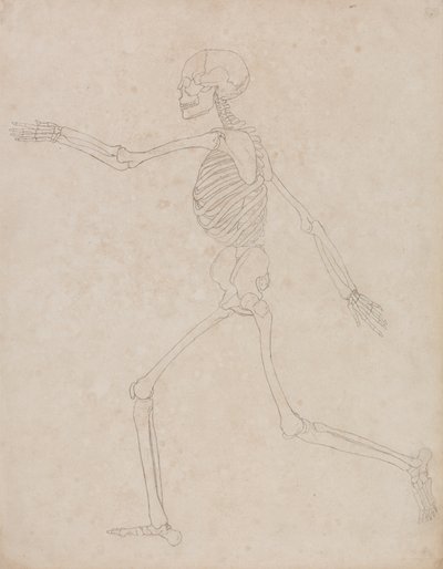 Tutkimus ihmishahmosta, sivuttaisnäkymä, vertailevasta anatomisesta esityksestä ihmiskehon rakenteesta tiikerin ja linnun rakenteeseen, 1795-1806 (grafiittia raskaalle kudospaperille) tekijältä George Stubbs