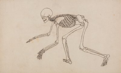 Tutkimus ihmishahmosta, sivuttaisnäkymä, vertailevasta anatomisesta esityksestä ihmiskehon rakenteesta tiikerin ja linnun rakenteen kanssa, 1795-1806 (kynä ja muste grafiitin päällä wov:ssa tekijältä George Stubbs