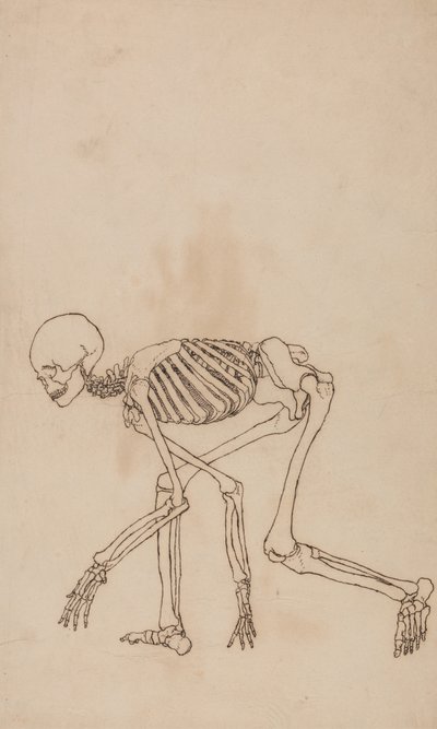 Tutkimus ihmishahmosta, sivuttaisnäkymä, vertailevasta anatomisesta esityksestä ihmiskehon rakenteesta tiikerin ja linnun rakenteen kanssa, 1795-1806 (kynä ja muste grafiitin päällä wov:ssa tekijältä George Stubbs