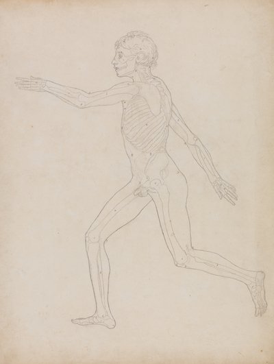 Tutkimus ihmishahmosta, sivuttaisnäkymä, vertailevasta anatomisesta esityksestä ihmiskehon rakenteesta tiikerin ja linnun rakenteeseen, 1795-1806 (grafiittia raskaalle kudospaperille) tekijältä George Stubbs