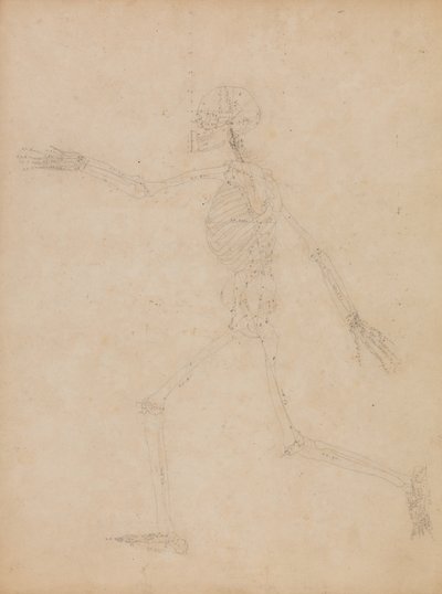 Tutkimus ihmishahmosta, sivuttaisnäkymä julkaisusta "Vertaileva anatominen esitys ihmiskehon rakenteesta tiikerin ja tavallisen linnun rakenteeseen" tekijältä George Stubbs