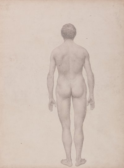 Tutkimus ihmishahmosta, takanäkymä, leikkaamaton, valmis tutkimus taulukolle VII, vertailevasta anatomisesta esityksestä ihmiskehon rakenteesta tiikerin ja linnun rakenteen kanssa tekijältä George Stubbs