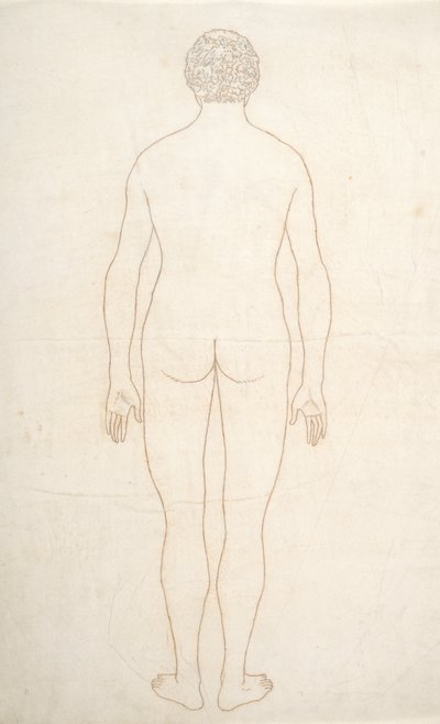 Tutkimus ihmishahmosta, takanäkymä, vertailevasta anatomisesta esityksestä ihmiskehon rakenteesta tiikerin ja linnun rakenteen kanssa, n. 1795-1806 (muste paperille) tekijältä George Stubbs