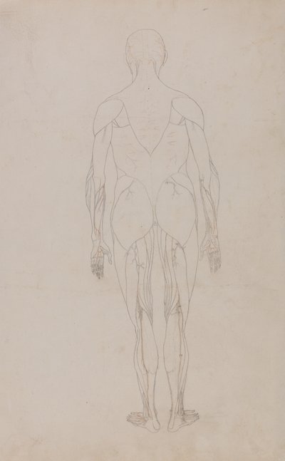 Tutkimus ihmishahmosta, takanäkymä, vertailevasta anatomisesta esityksestä ihmiskehon rakenteesta tiikerin ja linnun rakenteen kanssa, n. 1795-1806 (grafiitti ja muste paperille) tekijältä George Stubbs
