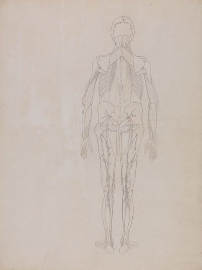 Tutkimus ihmishahmosta, takanäkymä, vertailevasta anatomisesta esityksestä ihmiskehon rakenteesta tiikerin ja linnun rakenteen kanssa, n. 1795-1806 (grafiitti patruunapaperilla) tekijältä George Stubbs