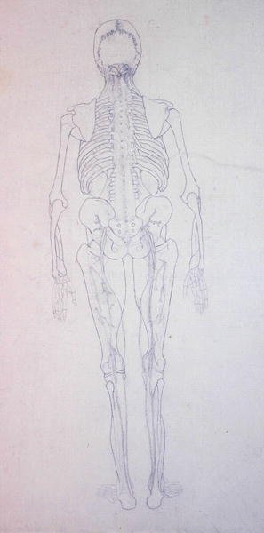 Tutkimus ihmishahmosta, takakuva, vertailevasta anatomisesta esityksestä ihmiskehon rakenteesta tiikerin ja linnun rakenteen kanssa, n. 1795-1806 (grafiitti paperille) tekijältä George Stubbs