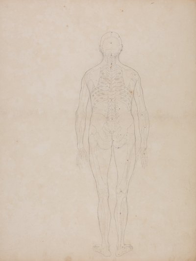Tutkimus ihmishahmosta, takanäkymä, teoksesta A Comparative Anatomical Exposition of the Structure of the Human Body with that of a Tiger and a Common Fowl, noin 1795-1806 (grafiitti patruunapaperille). tekijältä George Stubbs