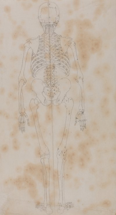 Tutkimus ihmishahmosta, takakuva, vertailevasta anatomisesta esityksestä ihmiskehon rakenteesta tiikerin ja linnun rakenteen kanssa, n. 1795-1806 (grafiitti paperille) tekijältä George Stubbs