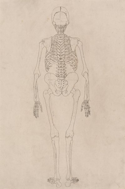 Tutkimus ihmishahmosta, takanäkymä, vertailevasta anatomisesta esityksestä ihmiskehon rakenteesta tiikerin ja linnun rakenteen kanssa, n. 1795-1806 (muste patruunapaperilla) tekijältä George Stubbs