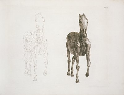 Tab. VIII, teoksesta "Hevosen anatomia..." 1766 tekijältä George Stubbs