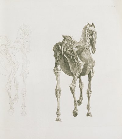 Tab. XV, teoksesta "Hevosen anatomia...", 1766 tekijältä George Stubbs
