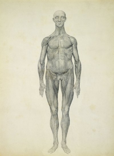 Ihmishahmo, etukuva sarjasta "Vertaileva anatominen esitys ihmiskehon rakenteesta tiikerin ja tavallisen linnun rakenteeseen" tekijältä George Stubbs