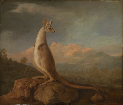 New Hollandin Kongouro (kenguru) tekijältä George Stubbs
