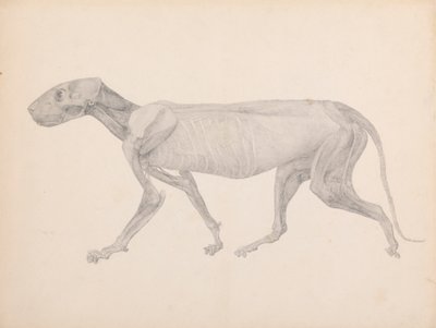 Tiikerirunko, sivunäkymä (valmiin piirustus julkaisemattomaan taulukkoon; näyttää kolmannen vaiheen leikkauksessa) tekijältä George Stubbs
