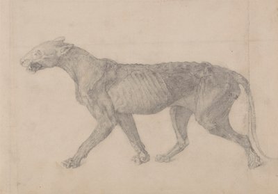 Tiikerin vartalo, sivunäkymä (ensimmäinen yhdeksästä piirroksesta toisesta tiikerinäytteestä) tekijältä George Stubbs