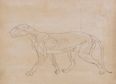 Tiikerin vartalo, sivunäkymä (avainhahmon ääriviivapiirros) tekijältä George Stubbs