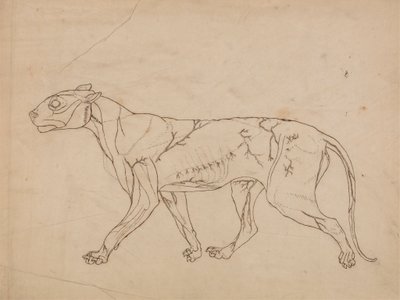 Tiger Body, Lateral View (Perustutkimus pintalihaksista ja niiden verenkierrosta, luultavasti tehty avainhahmoksi) tekijältä George Stubbs