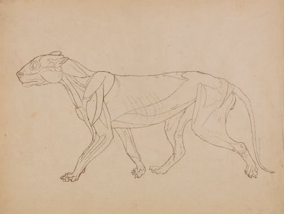 Corp de tigru, vedere laterală (probabil ca bază pentru o cifră cheie) finlandez tekijältä George Stubbs