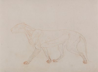 Tiger Body, Lateral View (näyttää kolmannen vaiheen dissektiossa) tekijältä George Stubbs