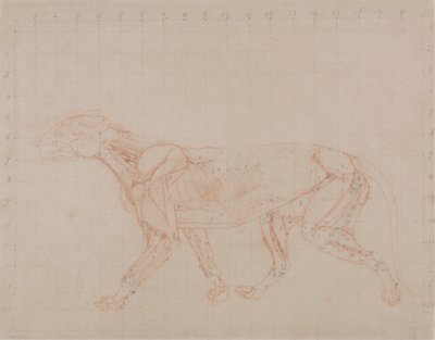 Tiger Body, Lateral View (Tutkimus neljännestä dissektiovaiheesta, jossa näkyy syvemmät lihakset) tekijältä George Stubbs