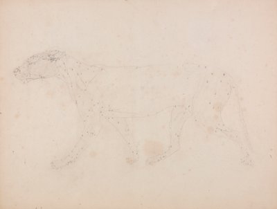 Tiikerivartalo, sivunäkymä (Taulukon IX avainhahmon lihasten tutkimus) tekijältä George Stubbs