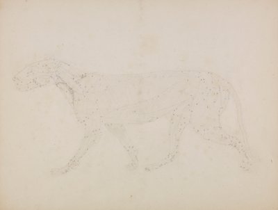 Tiger Body, sivunäkymä (Tutkimus lihasten ylemmistä kerroksista ja niiden verenkierrosta valmisteltu taulukon XIV avainhahmolle) tekijältä George Stubbs