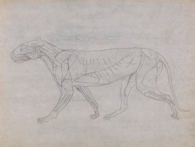 Tiger Body, sivuttaisnäkymä tekijältä George Stubbs