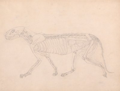 Tiger Body, sivuttaisnäkymä tekijältä George Stubbs