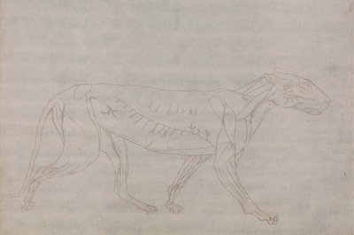Tiger Body, sivuttaisnäkymä tekijältä George Stubbs