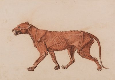 Corpo do tigre, vista lateral final tekijältä George Stubbs