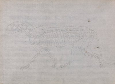 Tiger Body, sivuttaisnäkymä tekijältä George Stubbs