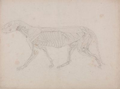 Tiger Body, sivuttaisnäkymä tekijältä George Stubbs