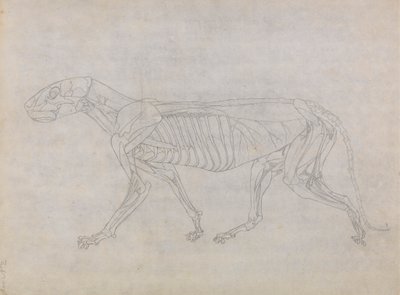 Tiger Body, sivuttaisnäkymä tekijältä George Stubbs