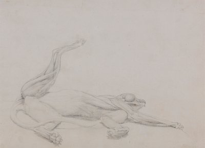 Tiger Body, makuuasennossa, katsottuna vatsasta tekijältä George Stubbs