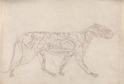 Tiger, Lateral View (Perustutkimus pintaverensyötöstä, valmisteltu taulukon IX avainkuvaa varten) tekijältä George Stubbs