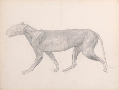 Tigre, Vista Lateral, com o Tecido Conjuntivo Sobre os Músculos Removidos (Estudo Finalizado para a Tabela XIV) finlandês tekijältä George Stubbs