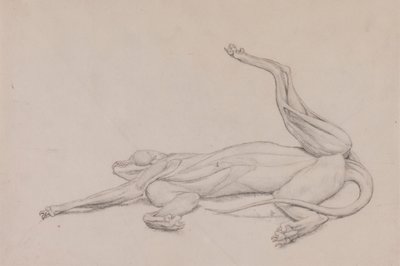 Tiger, makuuasennossa, katsottuna vatsasta tekijältä George Stubbs